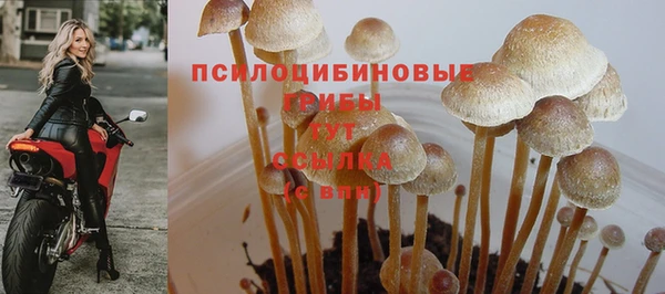a pvp Новозыбков